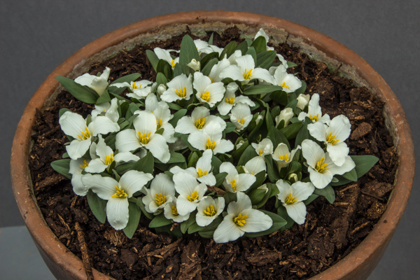 Trillium nivale